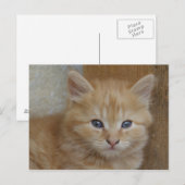 Tabby Tomcat Kitten Postkarte (Vorne/Hinten)