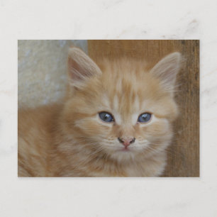 Tabby Tomcat Kitten Postkarte