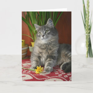 Tabby u. Narzissen Notecard Karte