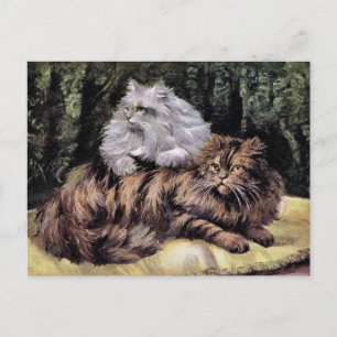Tabby und Silber Perserkatzen Postkarte