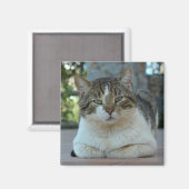 Tabby und White Cat Magnet (Vorderseite/Rückseite)