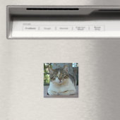 Tabby und White Cat Magnet (In Situ (Geschirrspüler))