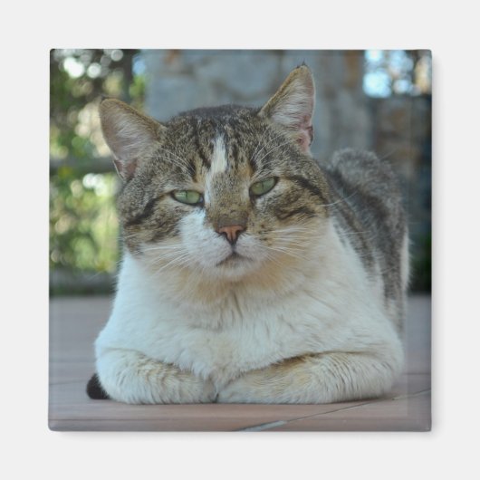 Tabby und White Cat Magnet (Vorne)
