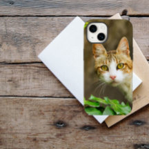 Tabby und White Cat und Ivy