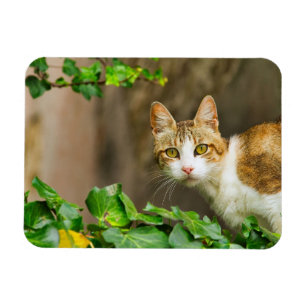 Tabby und White Cat und Ivy Magnet