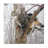 Tabbycat Tile Fliese (Vorderseite)