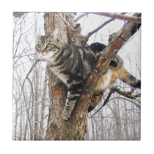 Tabbycat Tile Fliese (Vorderseite)