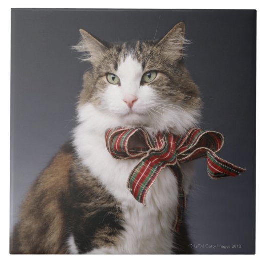 Tabbykatze, die karierten Bogen trägt Fliese (Vorderseite)