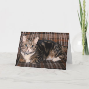 Tabbykatze Vatertagskarte Karte