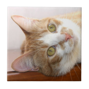Tabbykatzen-Gesichtsfliese Fliese