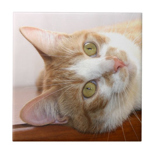 Tabbykatzen-Gesichtsfliese Fliese (Vorderseite)