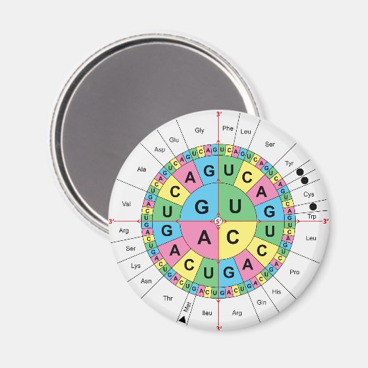 Tabelle der Aminosäure-Basissequenz Magnet (Vorderseite/Rückseite)