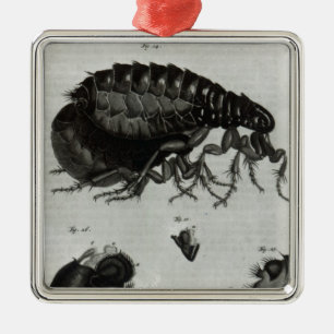 Tabelle IV der Fliegen und der Flöhe Ornament Aus Metall