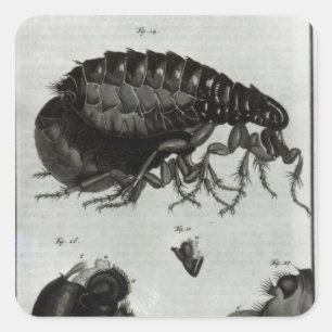 Tabelle IV: Fliegen und Fleas Quadratischer Aufkleber