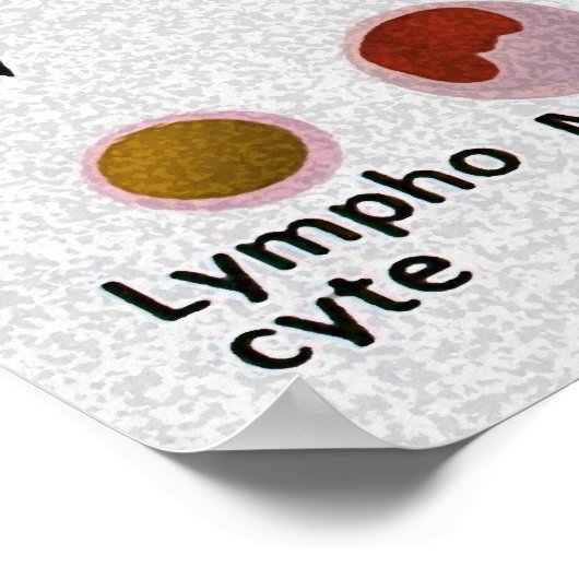 Tabelle zur Differenzierung der Blutkörperchen Poster (Ecke)