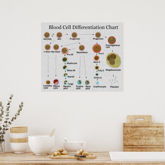 Tabelle zur Differenzierung der Blutkörperchen Poster (Küche)