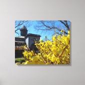 Tabernacle und Forsythia - Martha's Vineyard Leinwanddruck (Vorderseite)