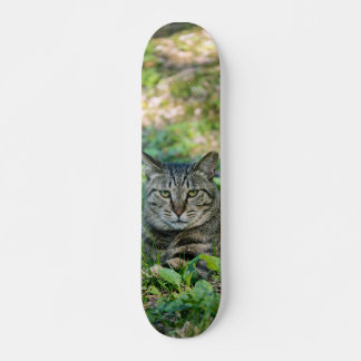 Tabla de Skate Gato Gris Atigrado en un Prado Skateboard
