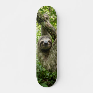 Tabla de Skate Oso Perezoso en la Rama de un árbol Skateboard
