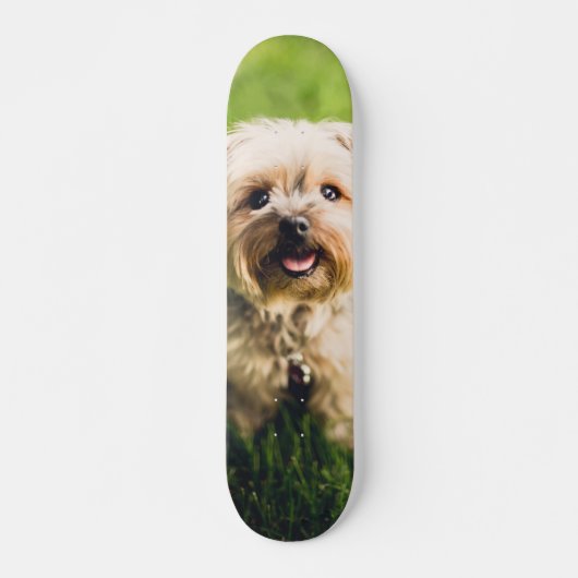 Tabla de Skate Perrito Terrier Adorable Skateboard (Vorne)