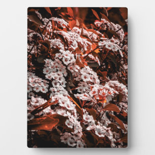 Tabletop Blume Fotoplatte