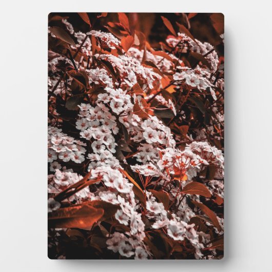 Tabletop Blume Fotoplatte (Vorderseite)