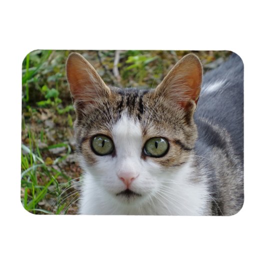 Tablette/Weiße Katze 3"x4" Magnet (Horizontal)
