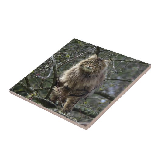 Tablette zum Hausschuhen Fliese (Seite)