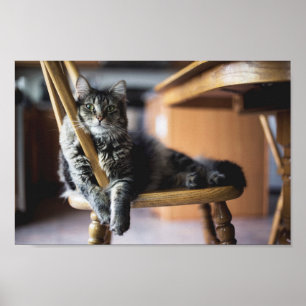 Tablettenkatze auf Holztisch Essstuhl Foto Drucken Poster