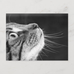 Tablettenkatze in Schwarz-Weiß-Postkarte Postkarte