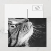 Tablettenkatze in Schwarz-Weiß-Postkarte Postkarte (Vorne/Hinten)