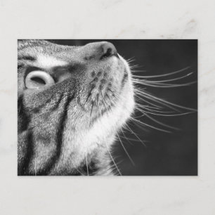 Tablettenkatze in Schwarz-Weiß-Postkarte Postkarte
