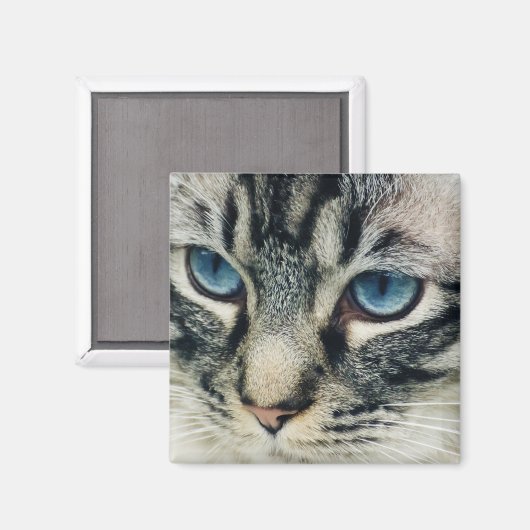 Tablettenkatze mit blauen Augen Nah Magnet (Vorderseite/Rückseite)