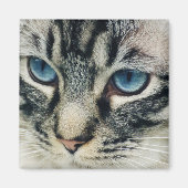 Tablettenkatze mit blauen Augen Nah Magnet (Vorne)