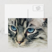Tablettenkatze mit Blue Eyes Nah-Up Postkarte (Vorne/Hinten)