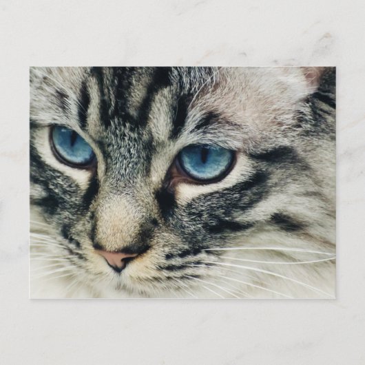Tablettenkatze mit Blue Eyes Nah-Up Postkarte (Vorderseite)