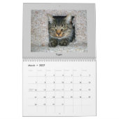 Tablettenkatzen Kalender (Mär 2027)