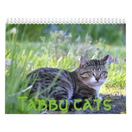 Tablettenkatzen Kalender (Titelbild)