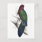 Tabuan Parrakeet von Edward Lear Postkarte (Vorderseite)