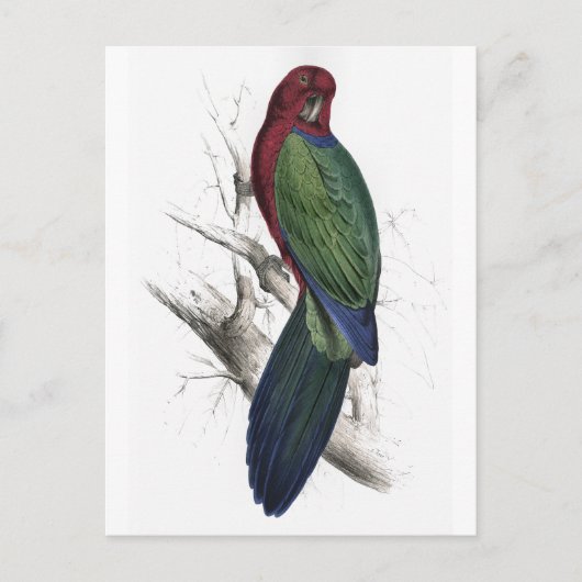 Tabuan Parrakeet von Edward Lear Postkarte (Vorderseite)