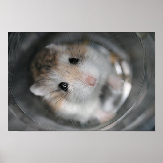 Tac stare - Poster (Vorne)