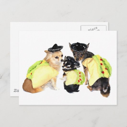 Taco Chihuahuas Postkarte (Vorne/Hinten)