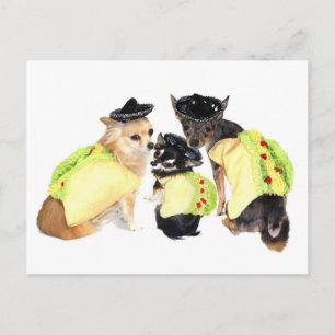 Taco Chihuahuas Postkarte
