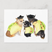 Taco Chihuahuas Postkarte (Vorderseite)