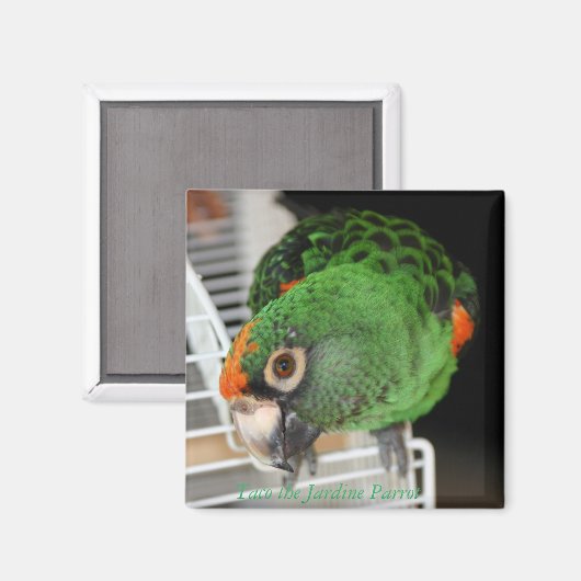 Taco Jardine Parrot Magnet (Vorderseite/Rückseite)