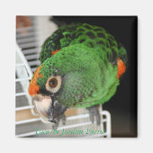 Taco Jardine Parrot Magnet (Vorne)
