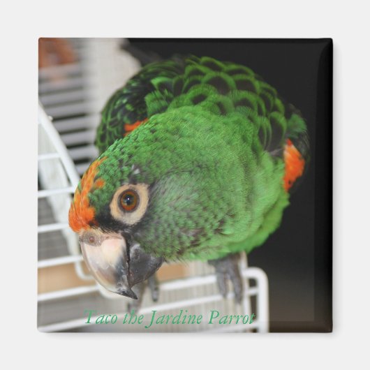 Taco Jardine Parrot Magnet (Vorne)