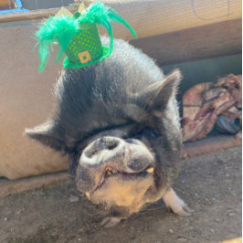 Taco St. Patrick's Stickers Aufkleber