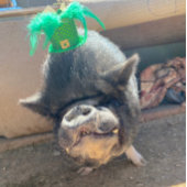 Taco St. Patrick's Stickers Aufkleber