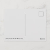 Tacoma Narrows Bridge Postcard Postkarte (Rückseite)